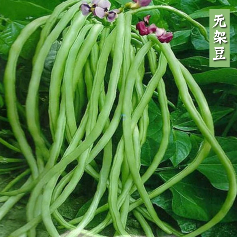 无架豆豇豆种子籽无需搭架阳台盆栽春季四季播种豆角蔬菜苗种苗孑