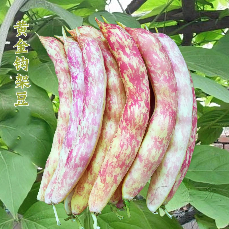 黄金钩豆角种子春季夏季秋季东北黄金勾架豆芸豆油豆种籽蔬菜种孑