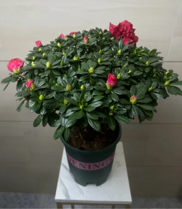 中国红-红宝石杜鹃花好养耐活耐寒耐热庭院阳台客厅观花绿植