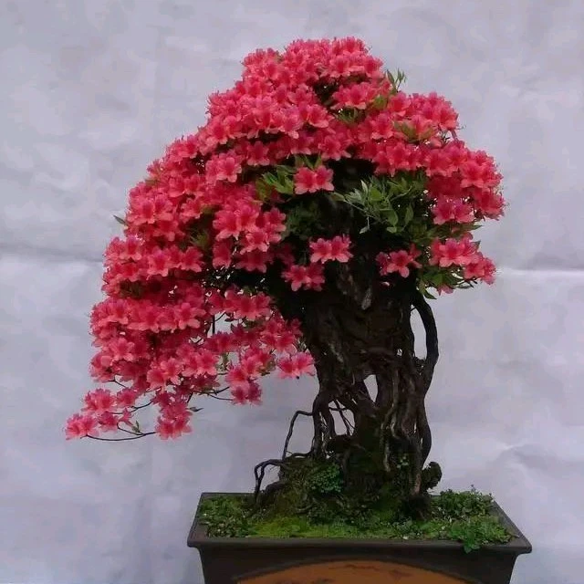 映山红 杜鹃花 栀子花