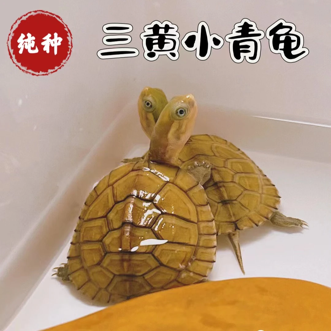 纯种小青龟黄喉似水龟三黄石金钱龟观赏龟水龟活体乌龟宠物发财龟