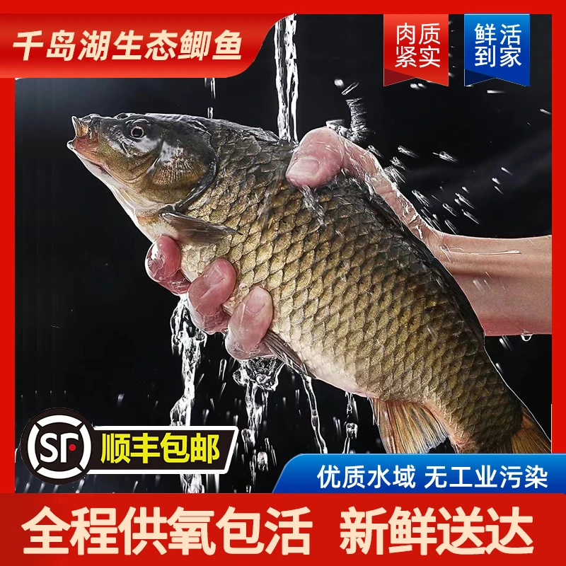 【黄金鲫-活鱼】千岛湖生态营养黄金鲫鱼新鲜2条现捕捞顺丰鲜活冷冻