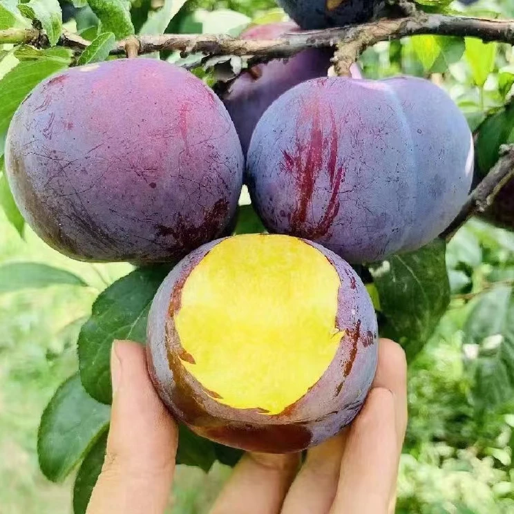 新鲜现摘水果李子