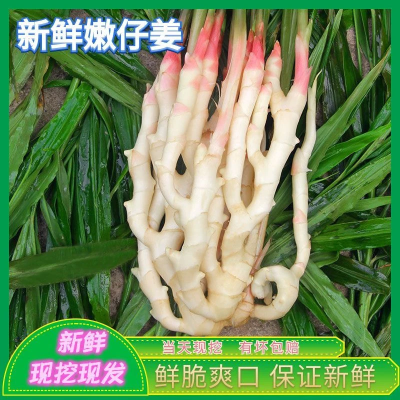 正宗四川犍为麻柳姜红芽嫩姜仔姜新鲜现挖现发1斤装