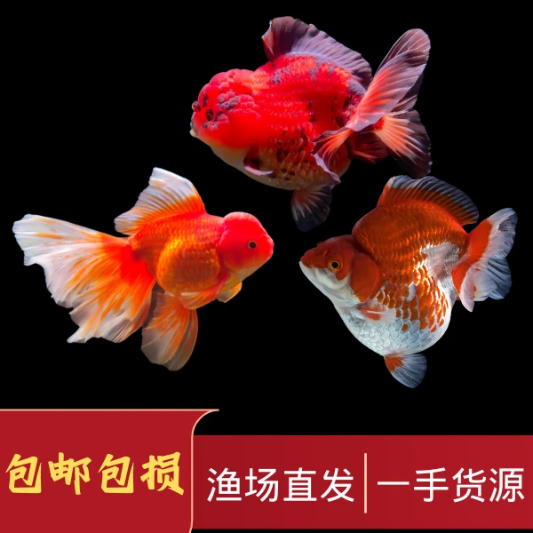 泰狮短尾元宝狮鎏金精品虎皮金鱼观赏鱼淡水冷水鱼缸养好养耐活