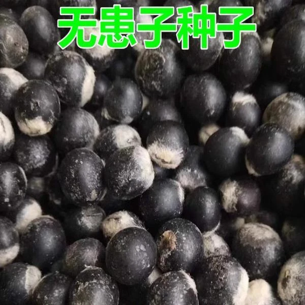 新采无患子种子 黄金树种子 洗手果 肥皂树 发芽率高 净种