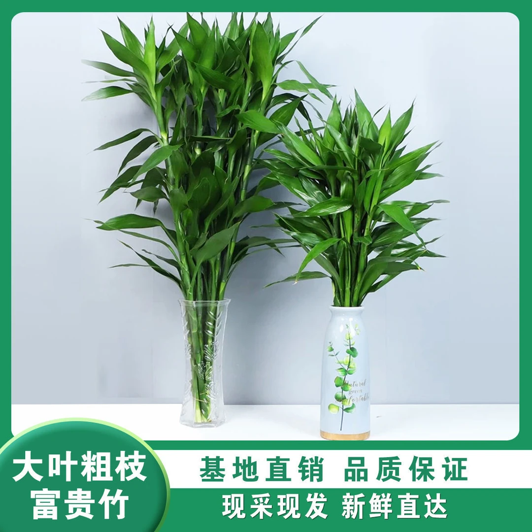 富贵竹植物水养客厅招财绿萝盆栽花瓶室内花卉水竹大转运竹节节高