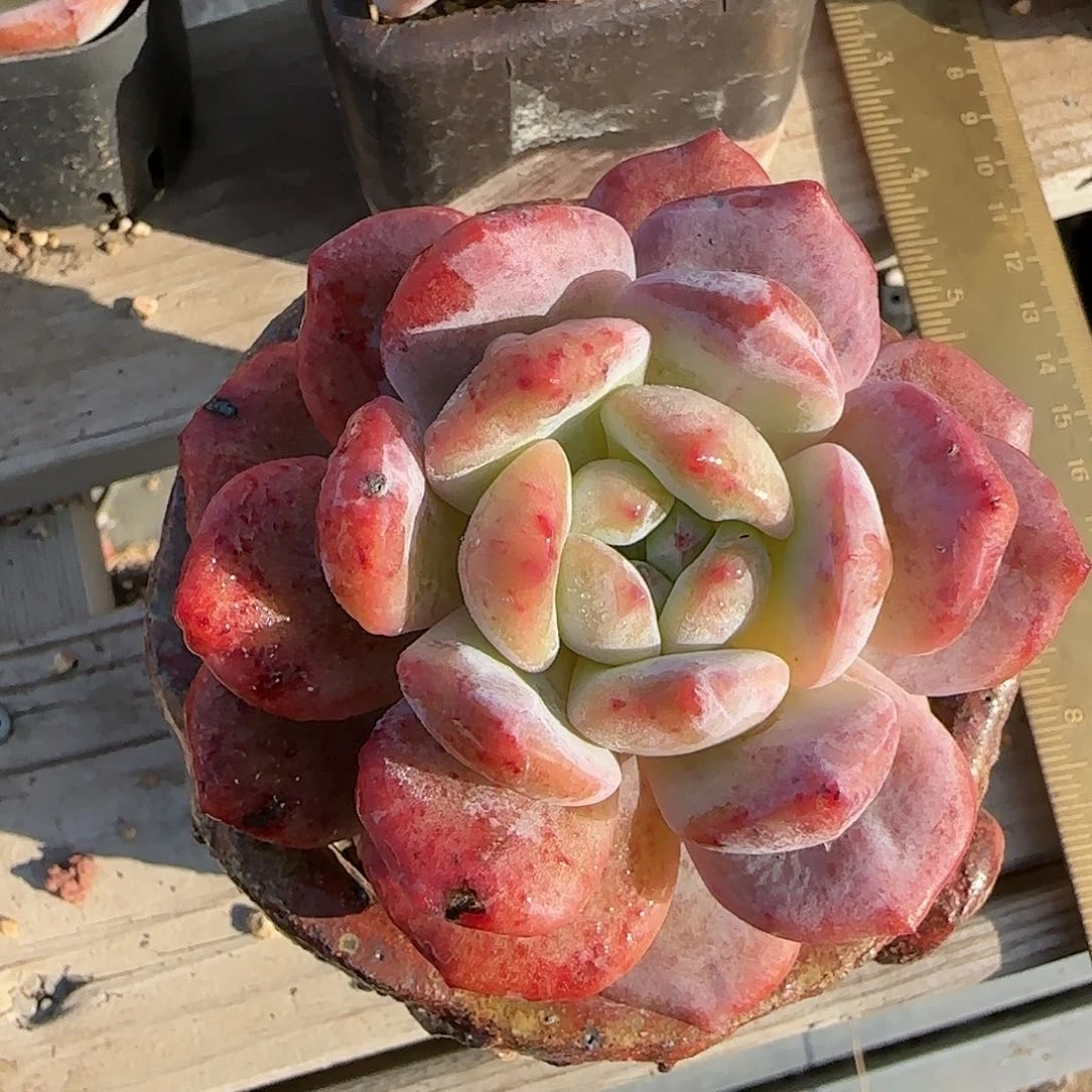 石化红血橙………………