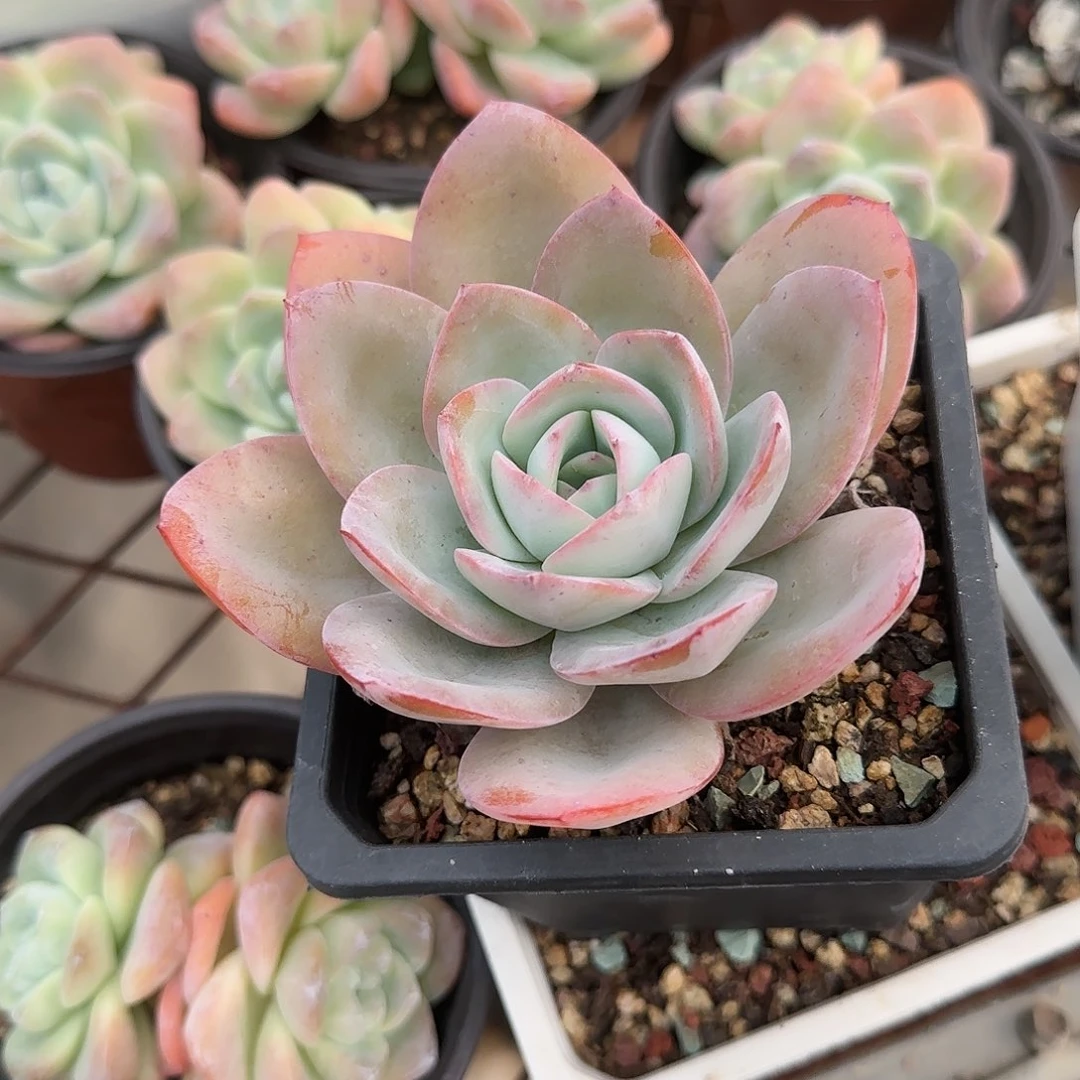 ?*串羊肉串布鲁蓝一颗