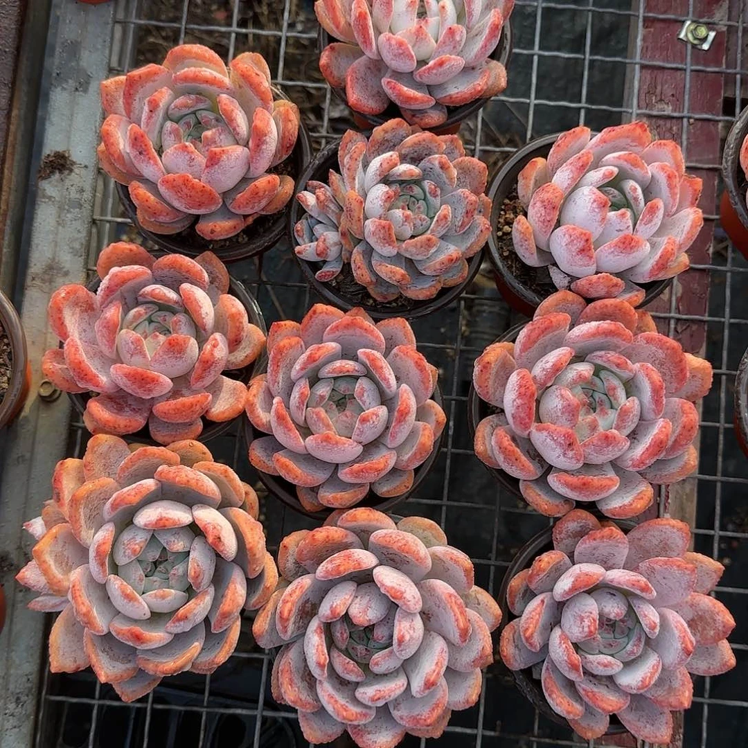 十棵特价一组红血橙