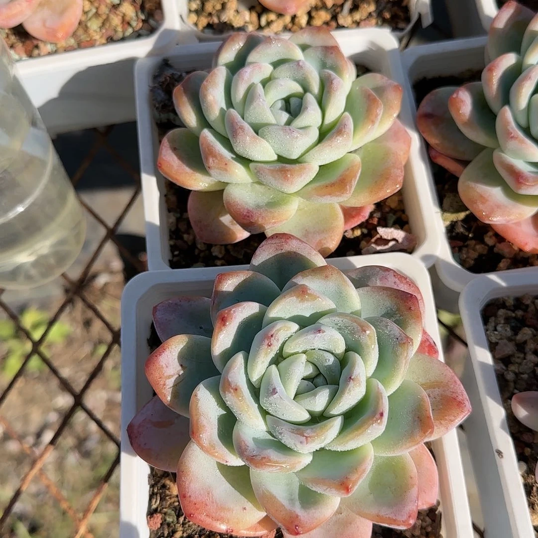 一颗28两颗30包邮奶油冰玉