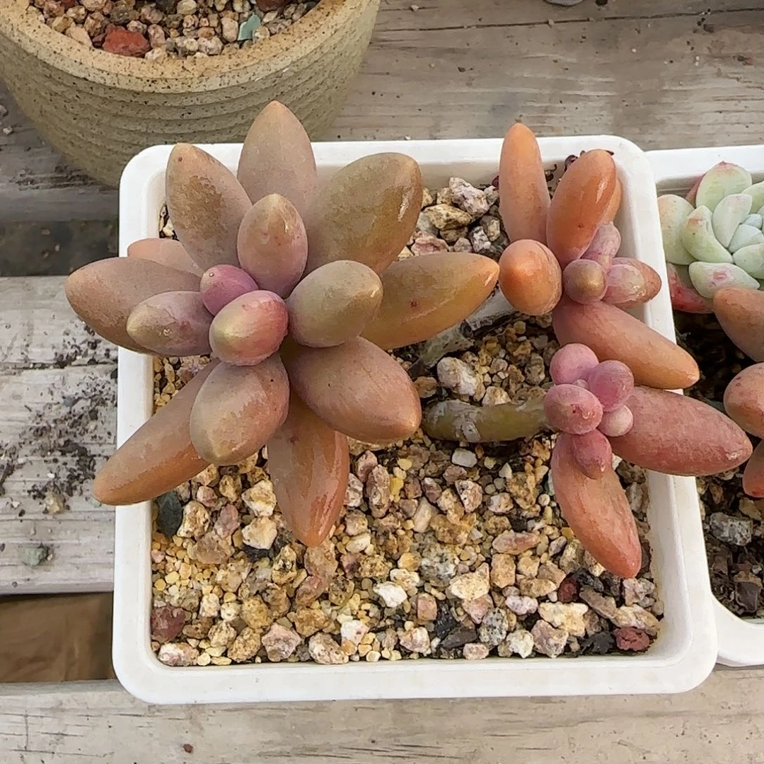 糖果美人一物一拍