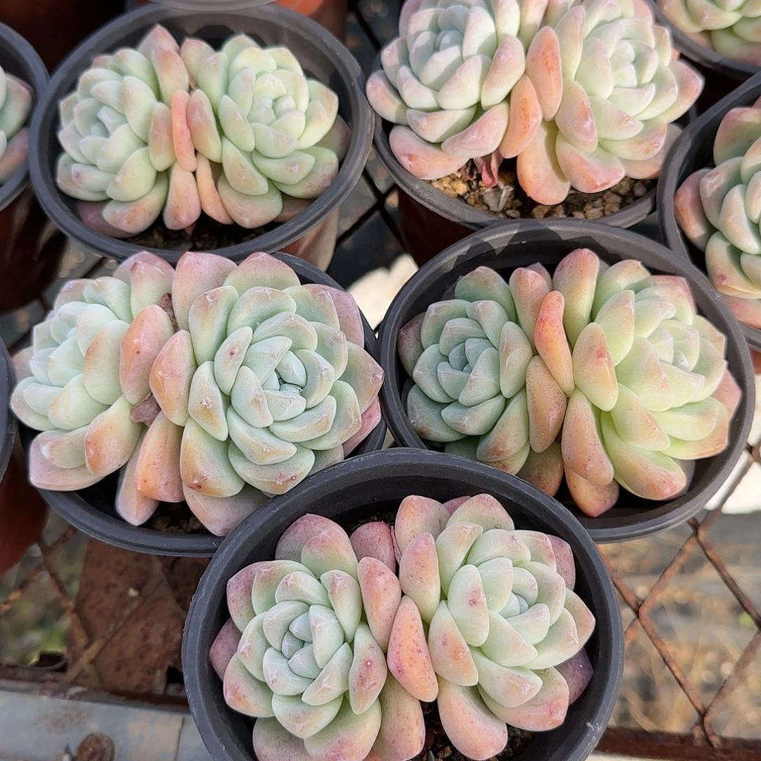 白底奶油冰玉五颗