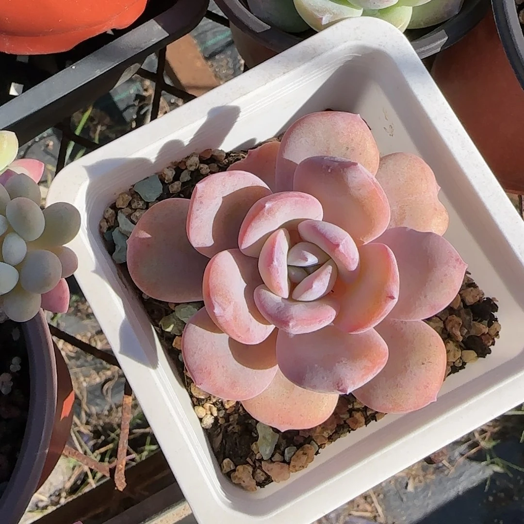 韩版圆叶奶茶特价