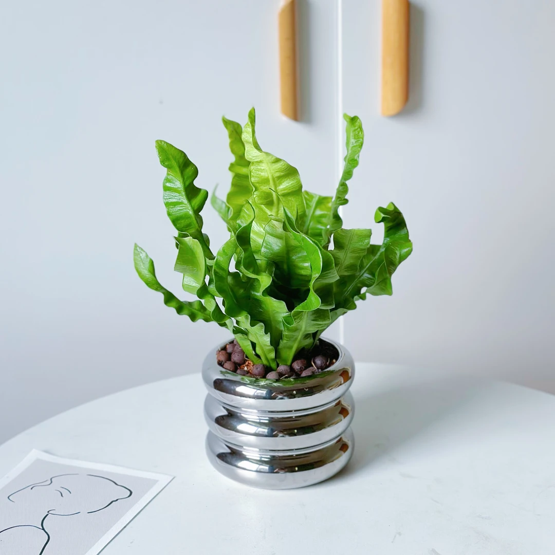 鸟巢蕨桌面网红室内四季常绿除甲醛蕨类植物多年生净化空气花盆自