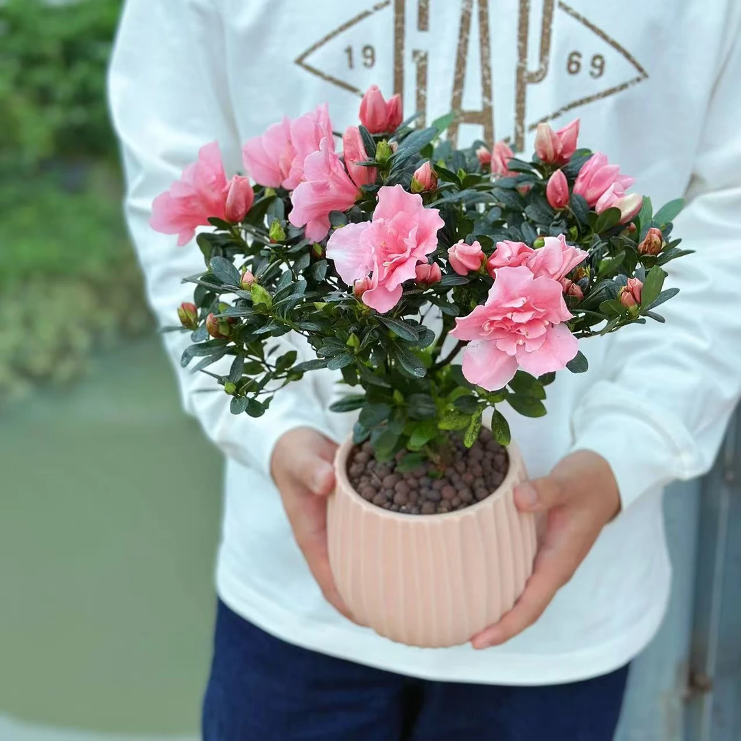 粉杜鹃花花卉室内花苗带花苞四季开花好养易活老桩绿植季节盆栽花