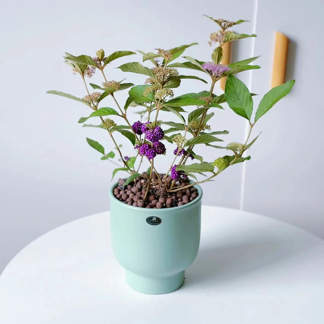 紫珠盆栽带果绿植盆景日本紫色珠桌面室内外庭院花园植物耐阴好养