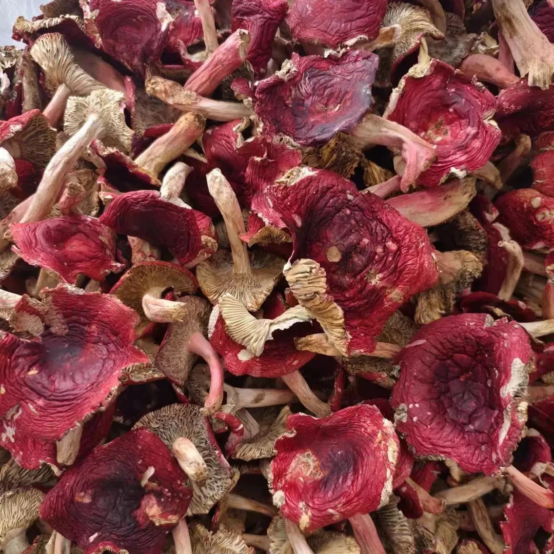 2024年云南哀牢山野生红菌菇干货煲汤红蘑菇（开菇标菇均有）月子菇