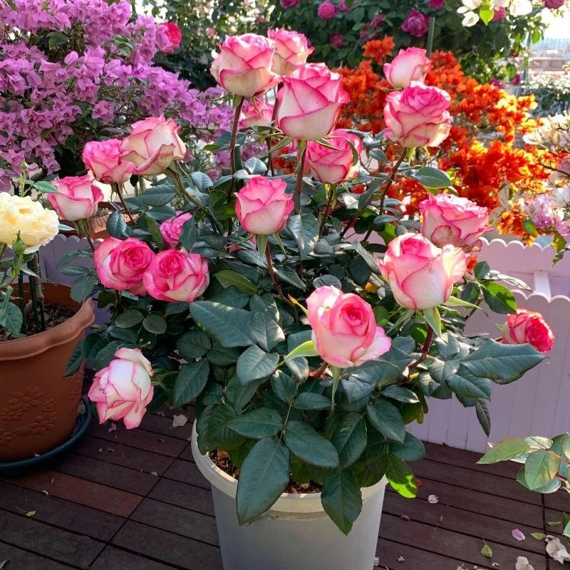 买三送一玫瑰花苗盆栽地栽南北方种植四季开花庭院花园大花浓香型