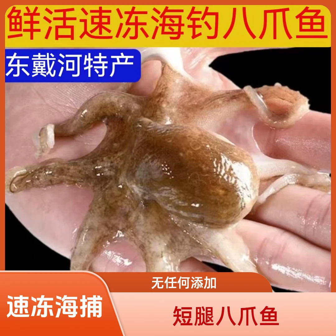 【东戴河发货】渤海湾野生海钓八爪鱼原浆鲜活速冻