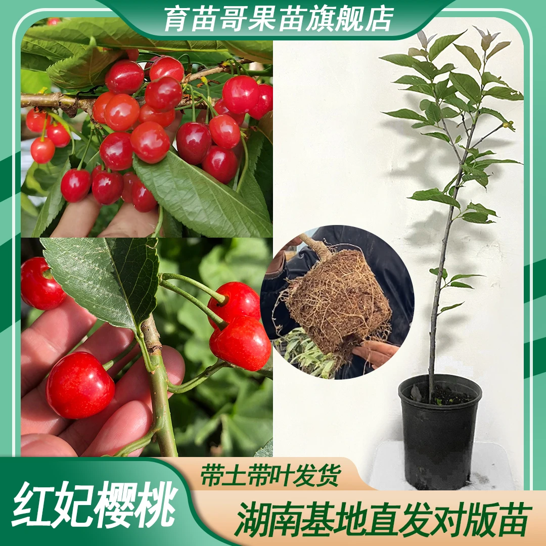 红妃樱桃果树苗高压嫁接南方小樱桃果苗带土盆栽种成活率种植