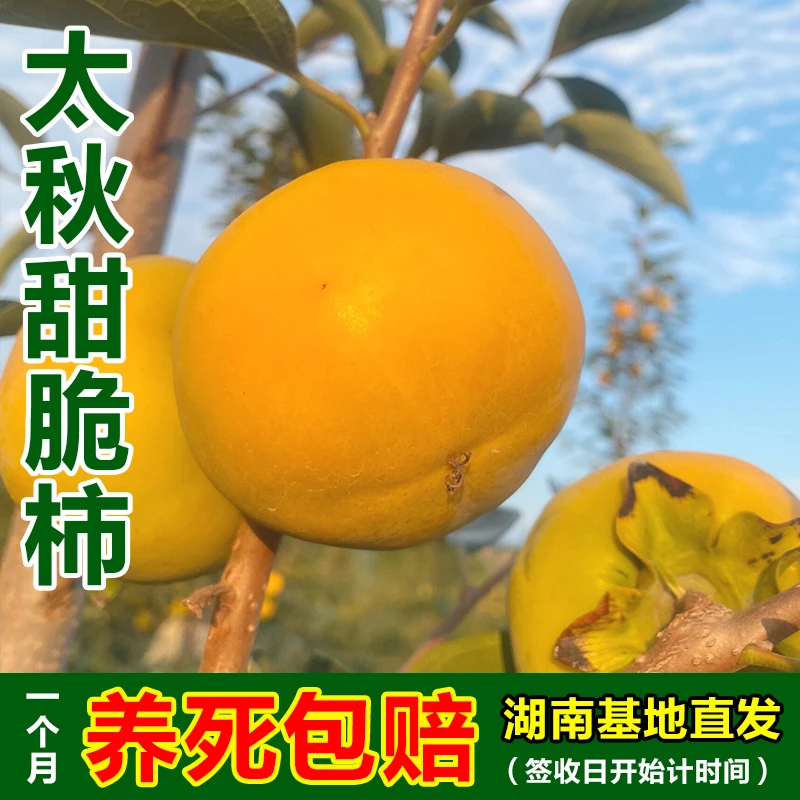 育苗哥正宗太秋甜脆柿裸根苗嫁接果苗地栽园林盆栽幼苗南北方种植