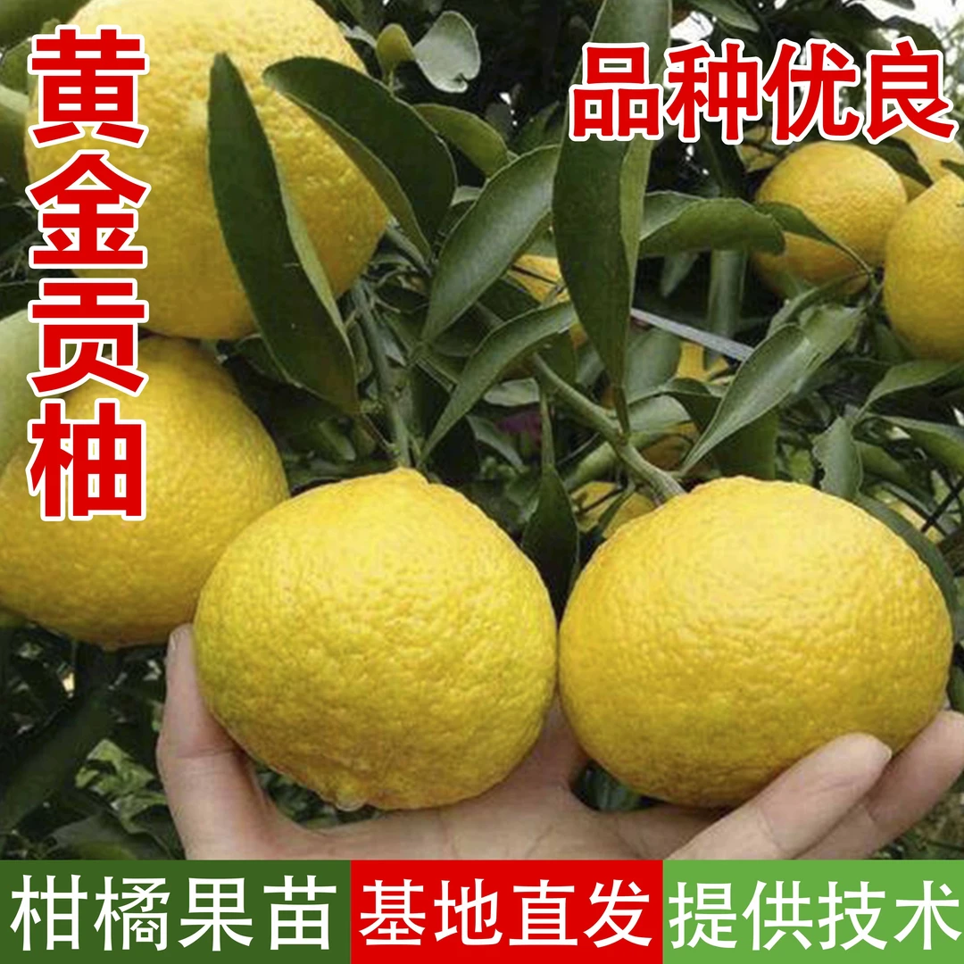 黄金贡柚容器杯苗带土叶嫁接幼苗正宗柑橘树阳台庭院盆栽