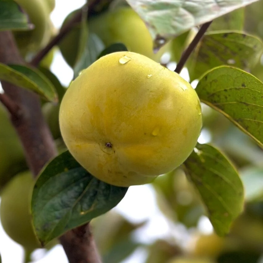 太秋甜脆柿杯苗嫁接果苗地栽园林盆栽幼苗南北方种植