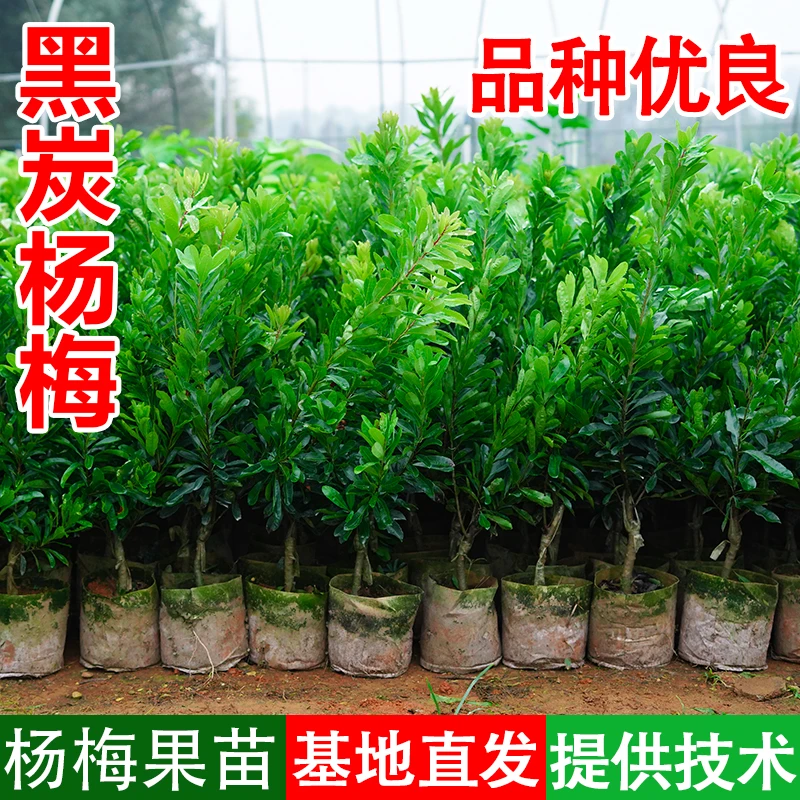 正宗黑炭大果新品种杨梅嫁接果树苗南方庭院种植水果园林果苗栽种