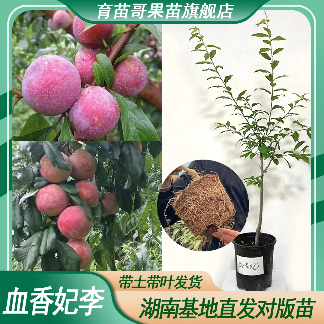 正宗血香妃李【精选容器苗】嫁接果树苗南北方园林地栽盆栽嫁接果苗