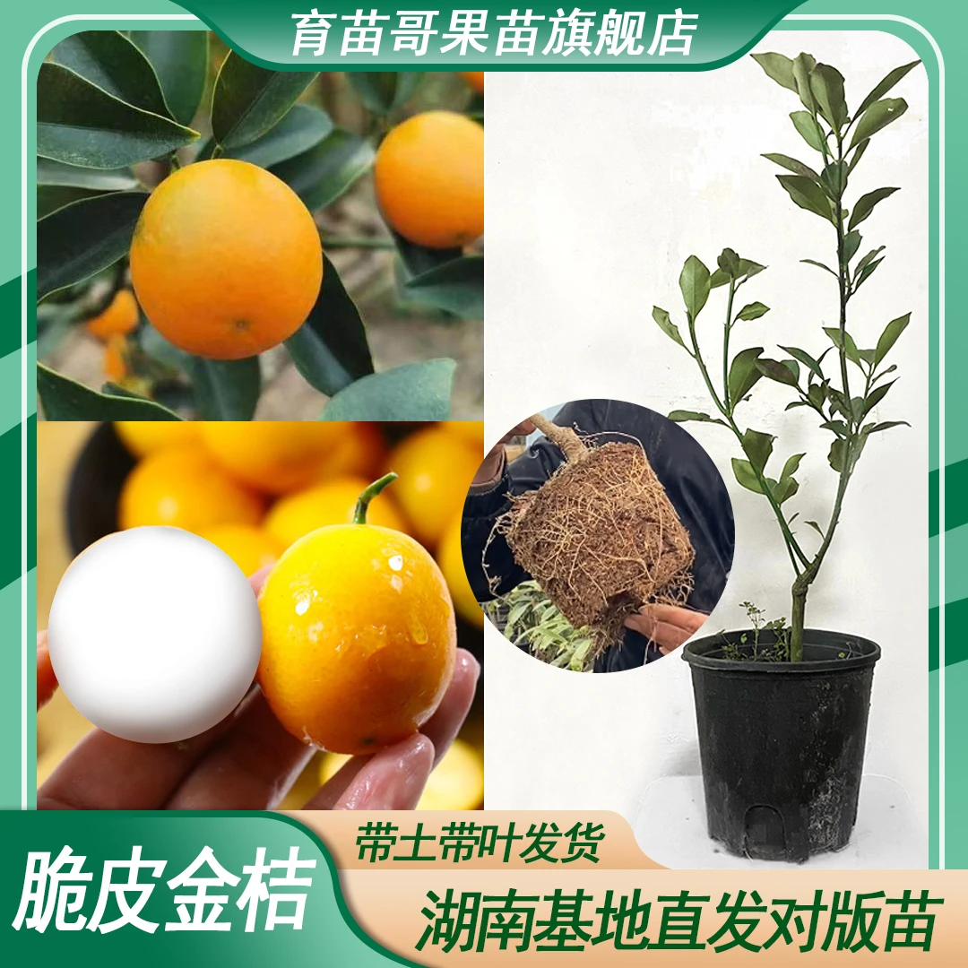 脆皮金桔一物一拍专用