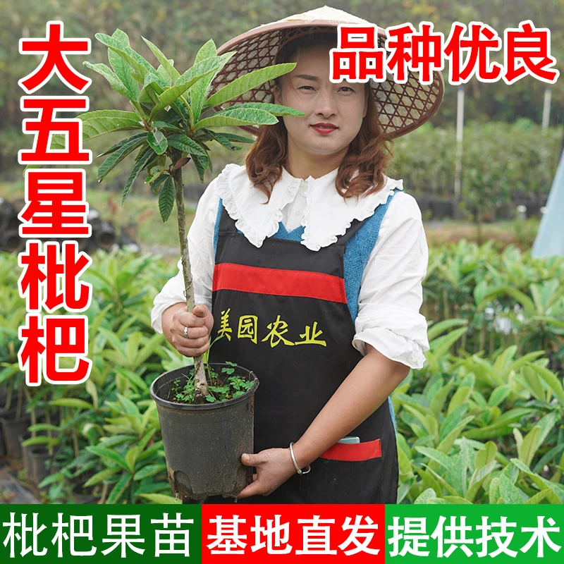 【丹丹】大五星枇杷【优选容器苗带土】嫁接枇杷苗地栽园林盆栽