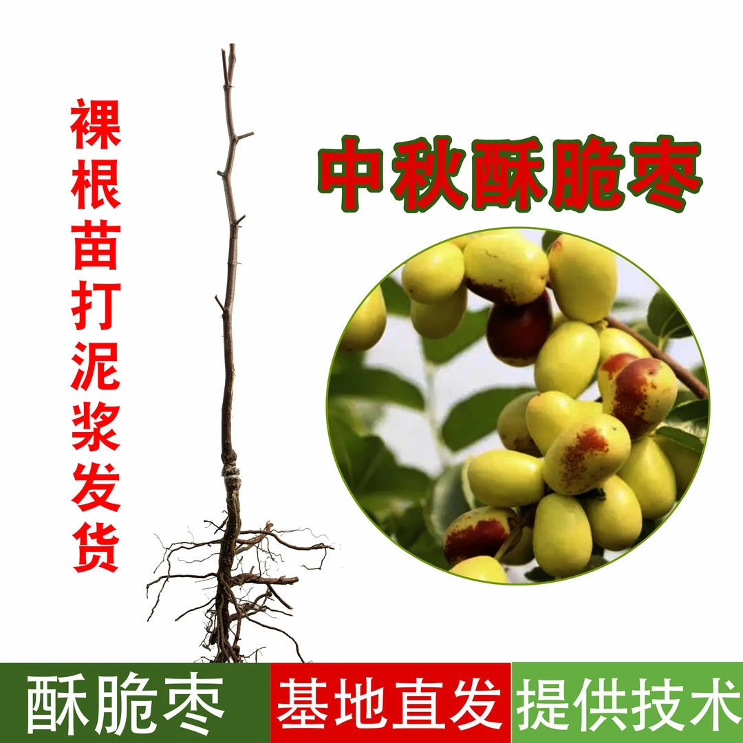 中秋酥脆枣【精选裸根苗】嫁接果树幼苗南北方园林盆栽南方枣子树