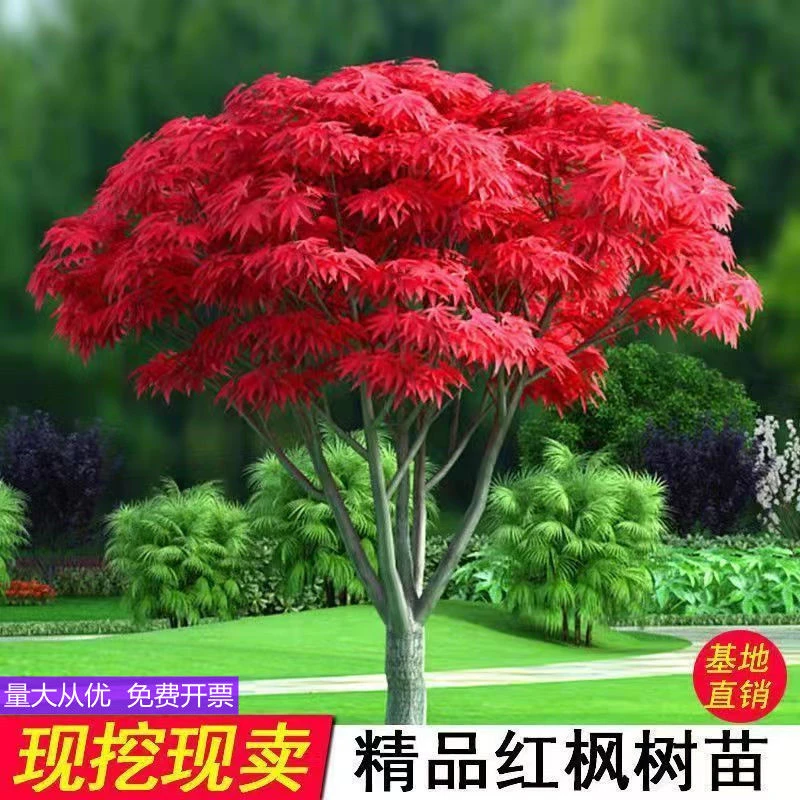 中国红枫树日本红枫绿化苗红舞姬三季红抗冻庭院美国红枫苗木