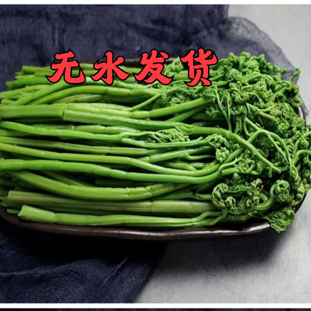 水蕨菜东北特产蕨菜新鲜山野菜山蕨菜速冻保鲜非猴腿菜无水发货