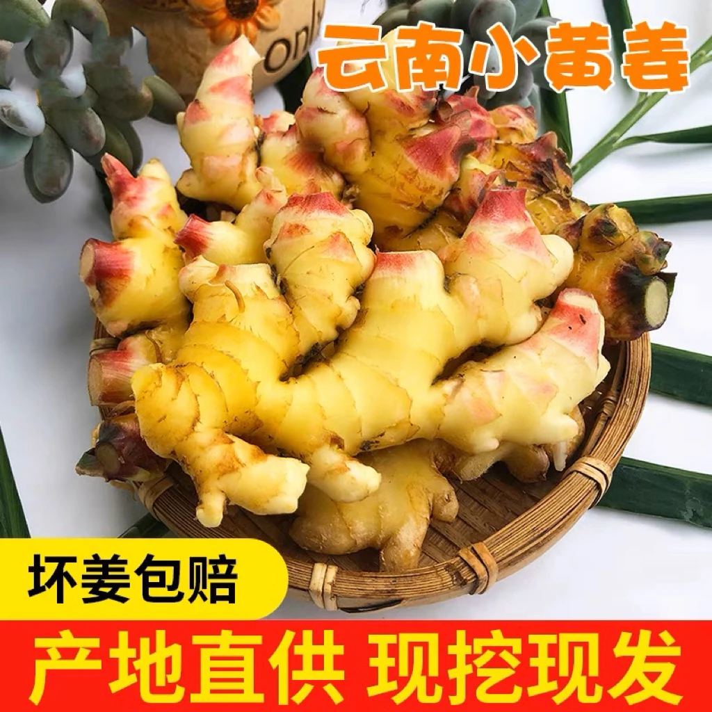 F云南高山新鲜姜味现挖小黄姜老姜2/3/5/9斤