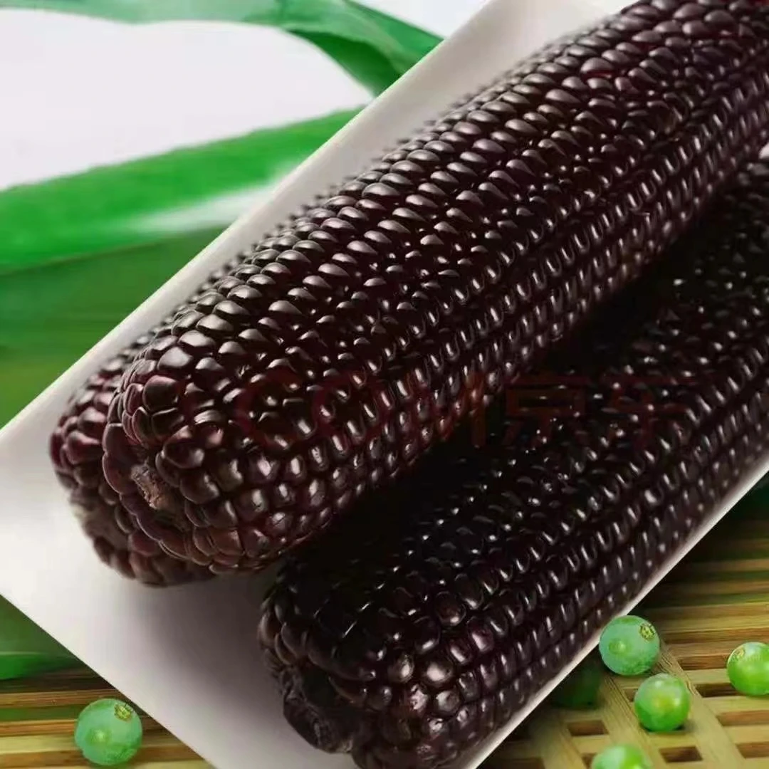 【试吃2根】24年头茬东北黑糯玉米整箱10根5.5斤以上透明包装