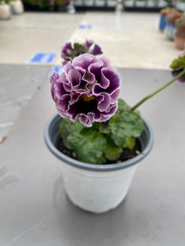 皱边角堇德古拉礼服系列三色堇开花到五一耐寒好养杭州静好花园