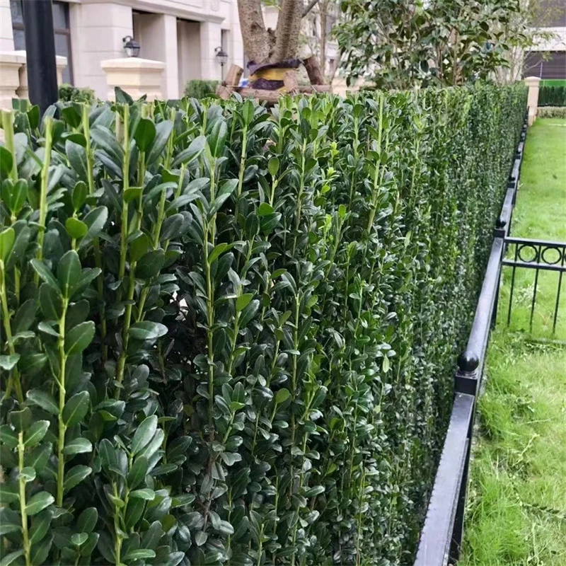 杭州静好花园 直立冬青 朝天笔树中苗高端绿篱栅栏盆栽庭院喜阳
