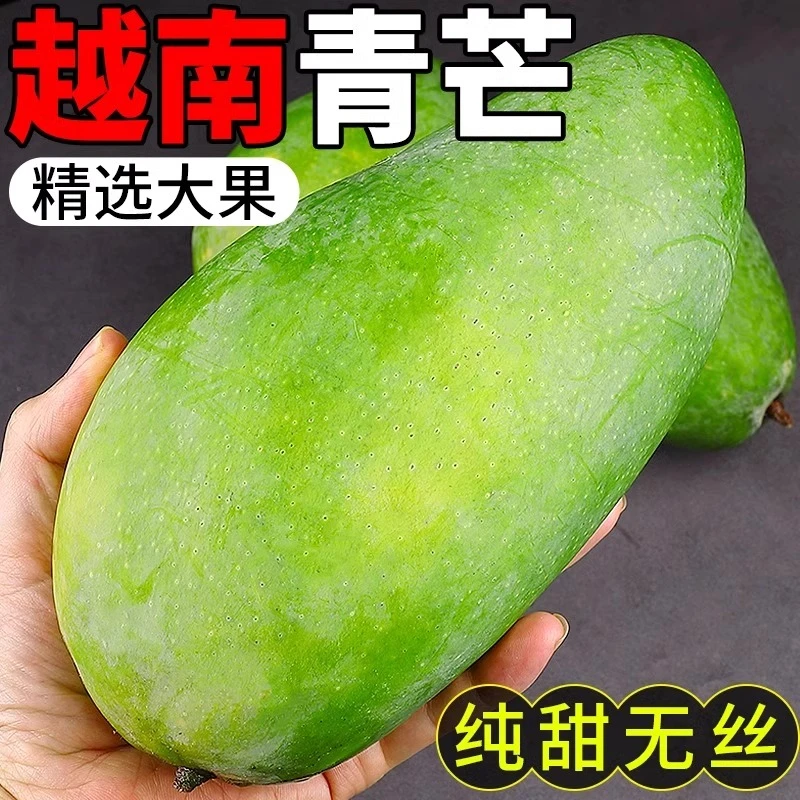 【放软吃很甜】越南进口大青芒3/5/9斤香甜多汁当季水果非凯特芒