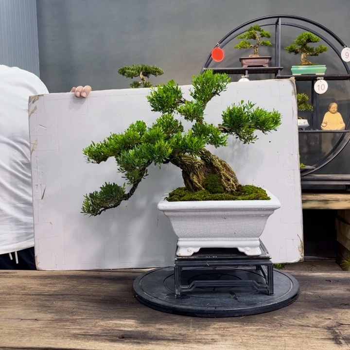 红陶20CM(含)-50CM(不含)