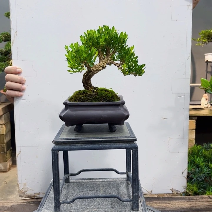 红陶20CM(含)-50CM(不含)或*