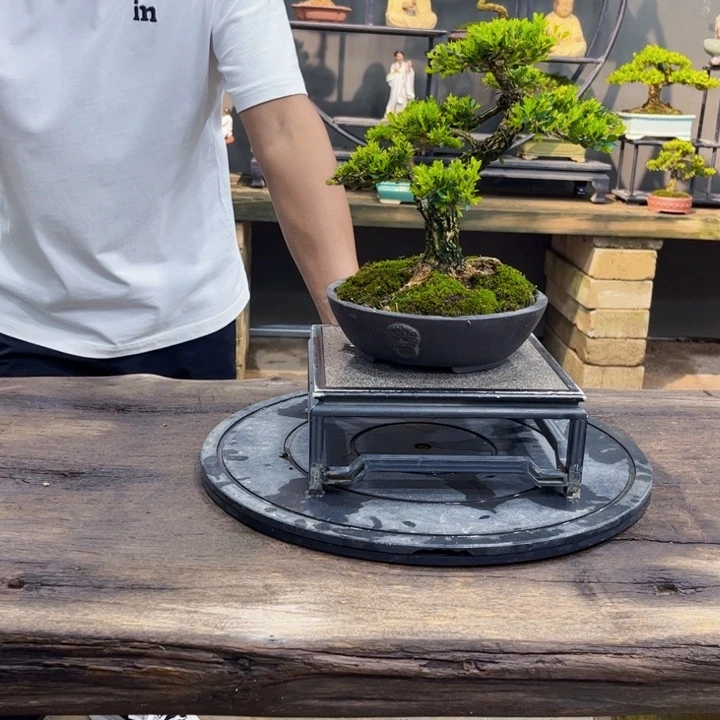黄杨€*凡黄杨盆景四季常青