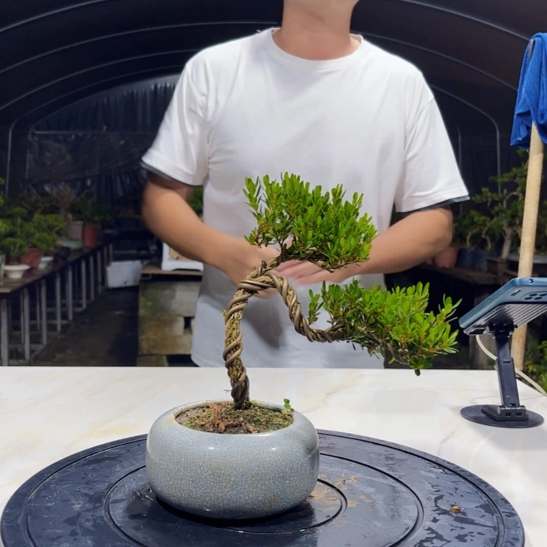 【闪购商品】黄杨四季常青不落叶