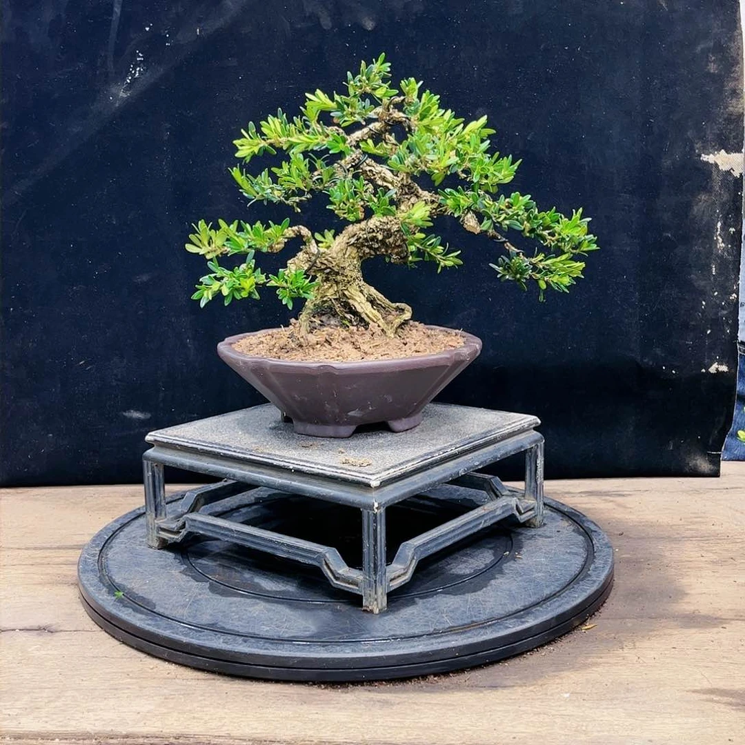 黄杨广东皱皮雀舌黄杨盆景