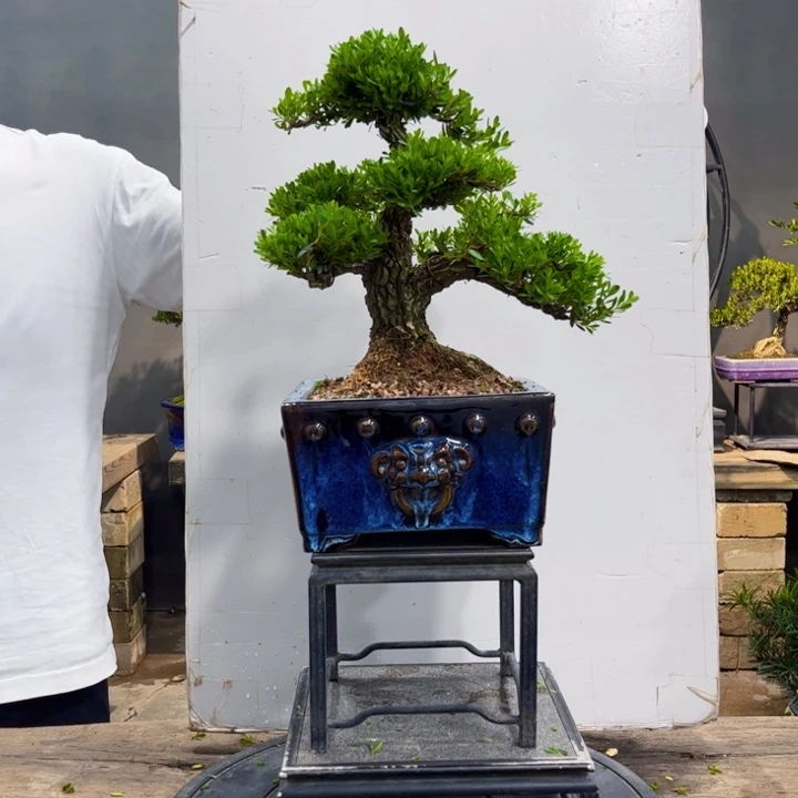 黄杨盆景艺术作品欣赏