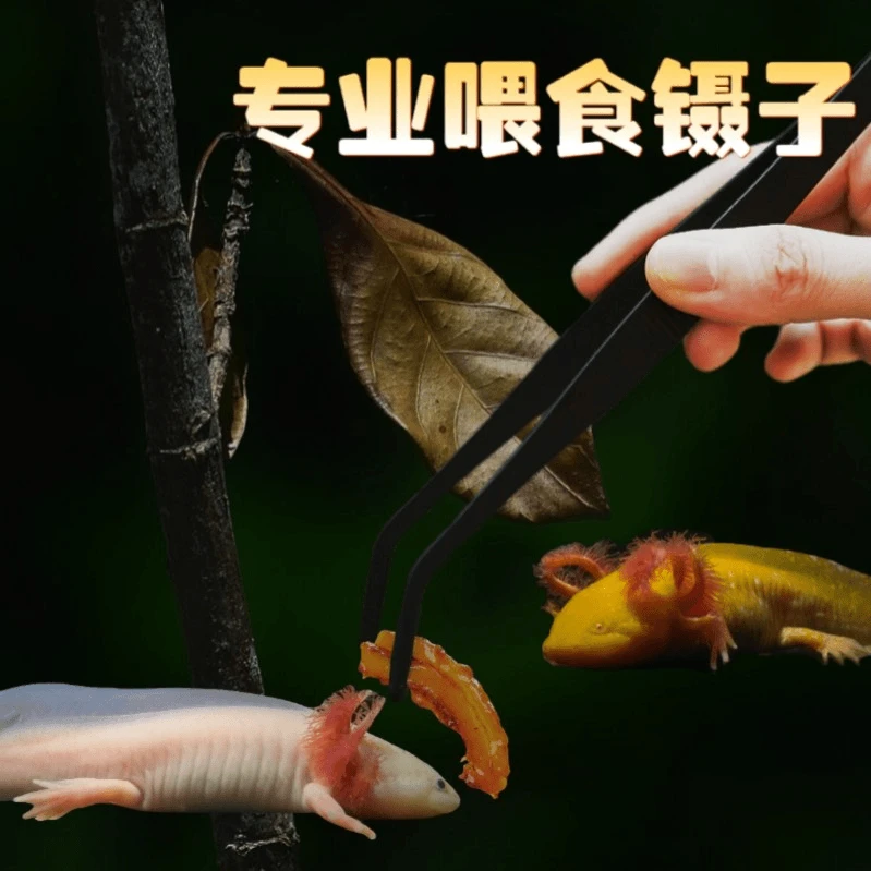 喂食镊子加厚加长六角恐龙夹鱼粮鱼缸爬宠夹子不锈钢喂食器