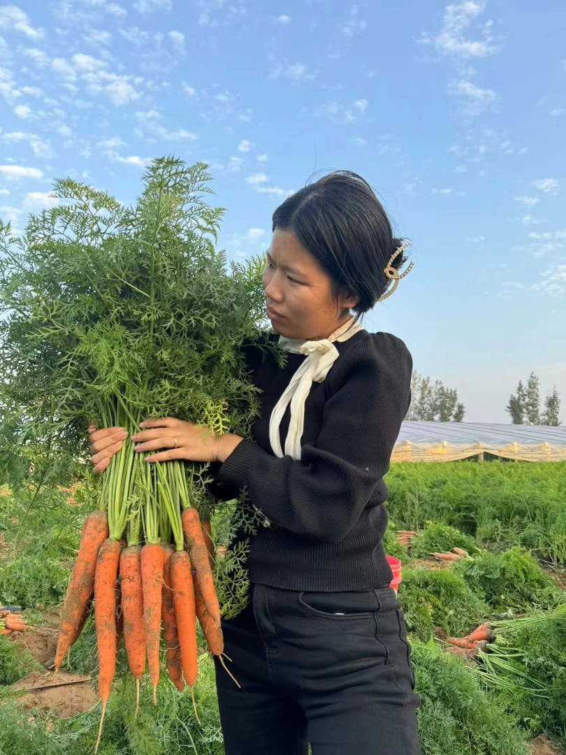 河南沙土地种植胡萝卜2/5斤坏果包赔 现挖现发