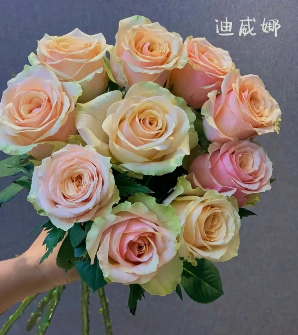 迪薇娜玫瑰10支（1单顺丰包邮）
