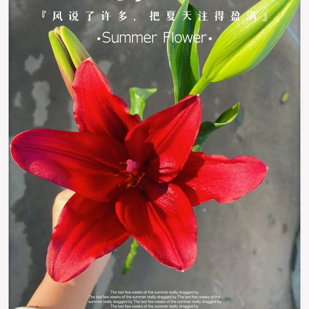 【无香】红宝石亚百合【2单顺丰包邮,0度以下需拍保温棉冻坏不售后 】